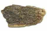 Fossil Tyrannosaur (T rex) Bone Section - Wyoming #382646-1